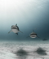   Twins Two tiger sharks swim toward camera while bull shark hovers background righthand side right-hand right hand  